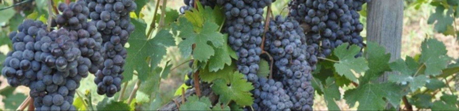 Forum sui vitigni resistenti-Progetto VALSOVICA: Immagine Header