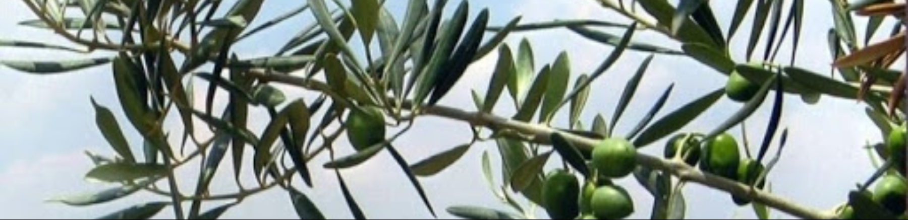 1 olivo-potatura, difesa e concimazione: Immagine Header