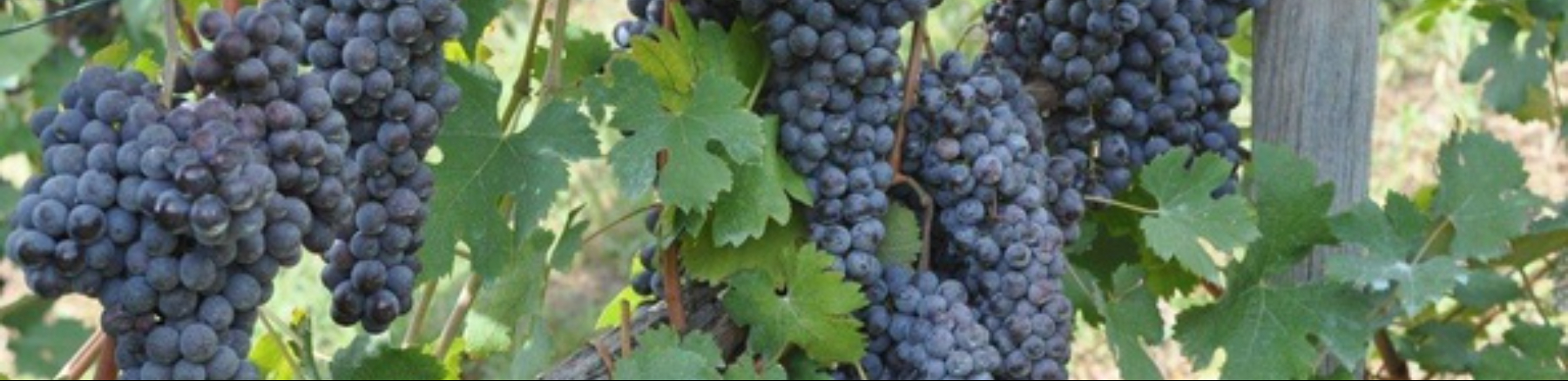 Incontro tecnico viticoltura biologica: Immagine Header