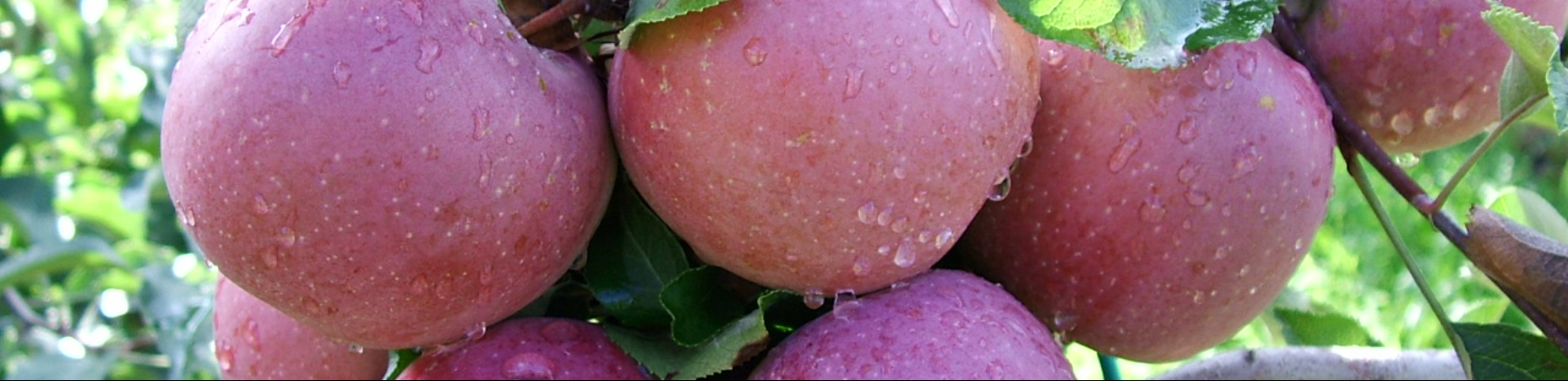 10 melo-Concimazione fogliare autunnale e cancri da Nectria: Immagine Header