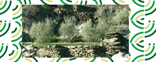 Progetto OLInVAL:  Testo alternativo